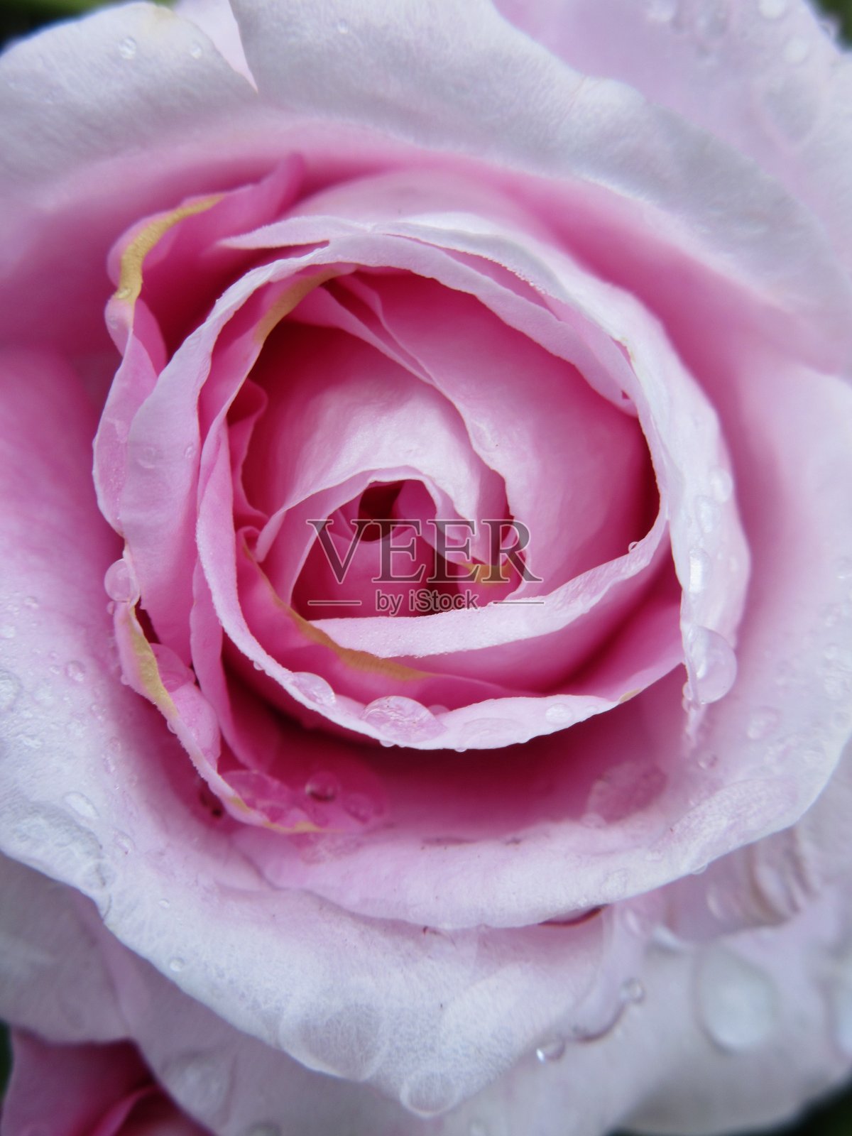 2021年6月盛开的亮粉色玫瑰照片摄影图片