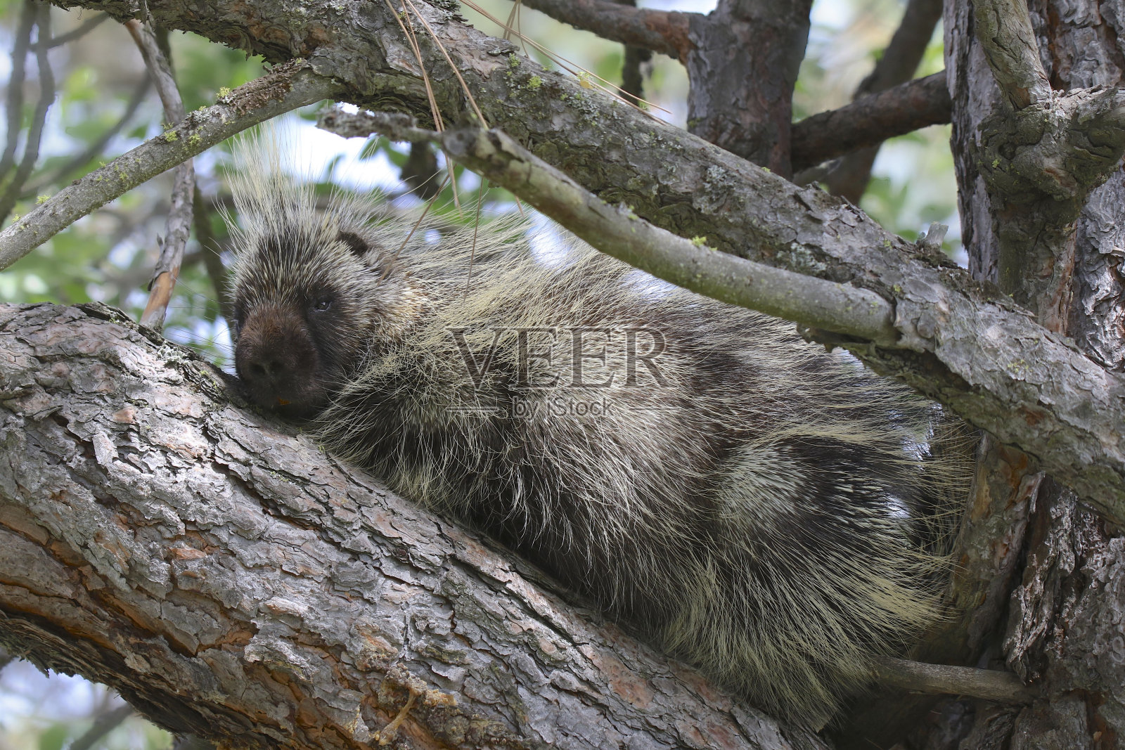 豪猪(豪猪科)睡在树上照片摄影图片
