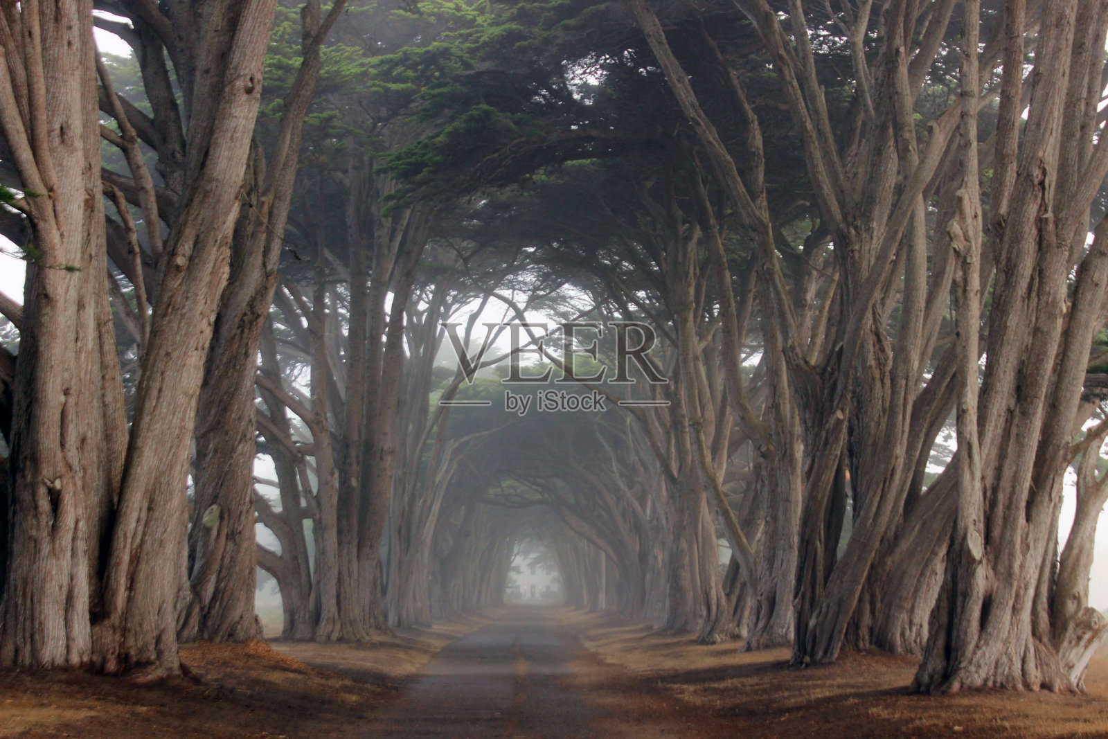 柏树树隧道照片摄影图片