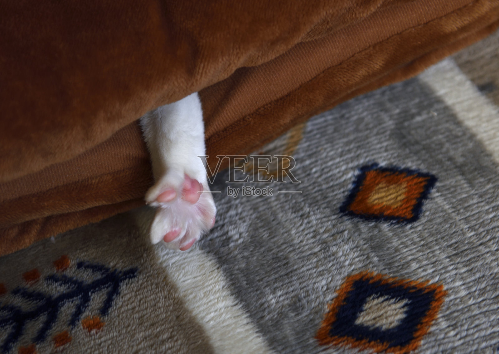 猫躲在毯子里照片摄影图片