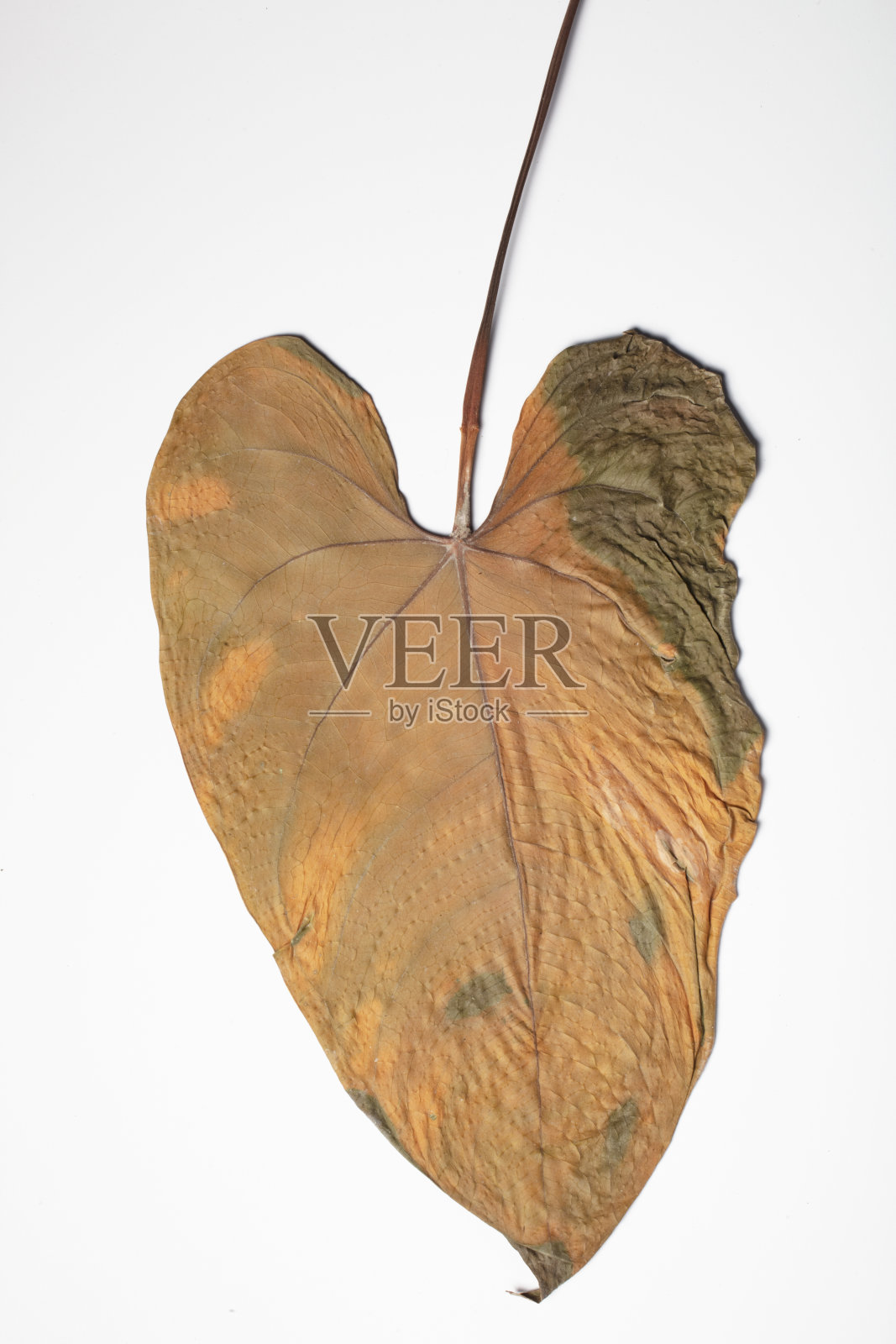 纹理的黄色秋叶孤立在一个白色的背景照片摄影图片