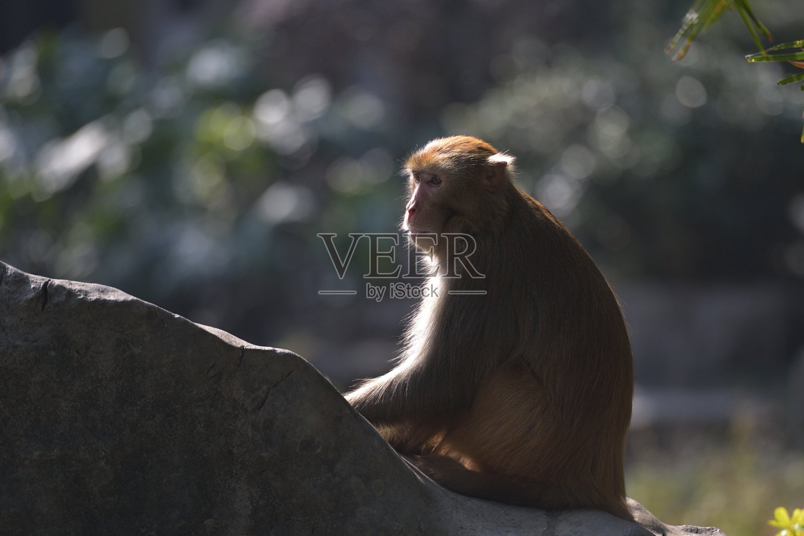 猴子坐在岩石上照片摄影图片
