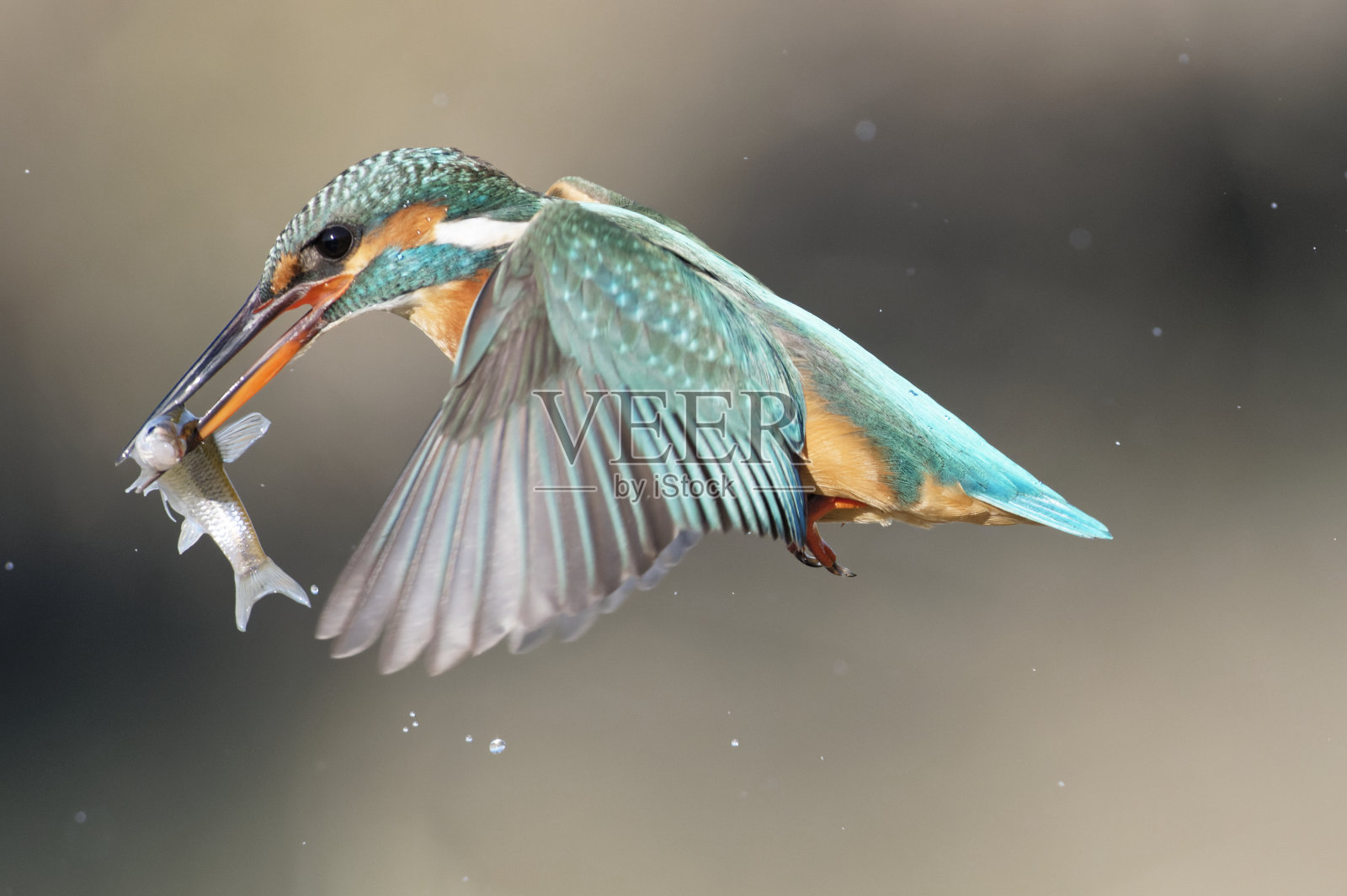 翠鸟捕鱼照片摄影图片