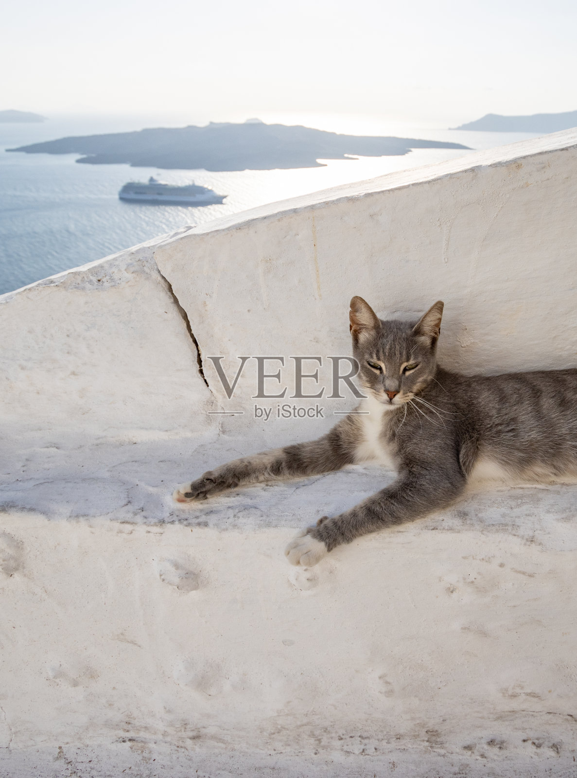 野猫Firá在圣托里尼火山口在南爱琴海群岛，希腊照片摄影图片