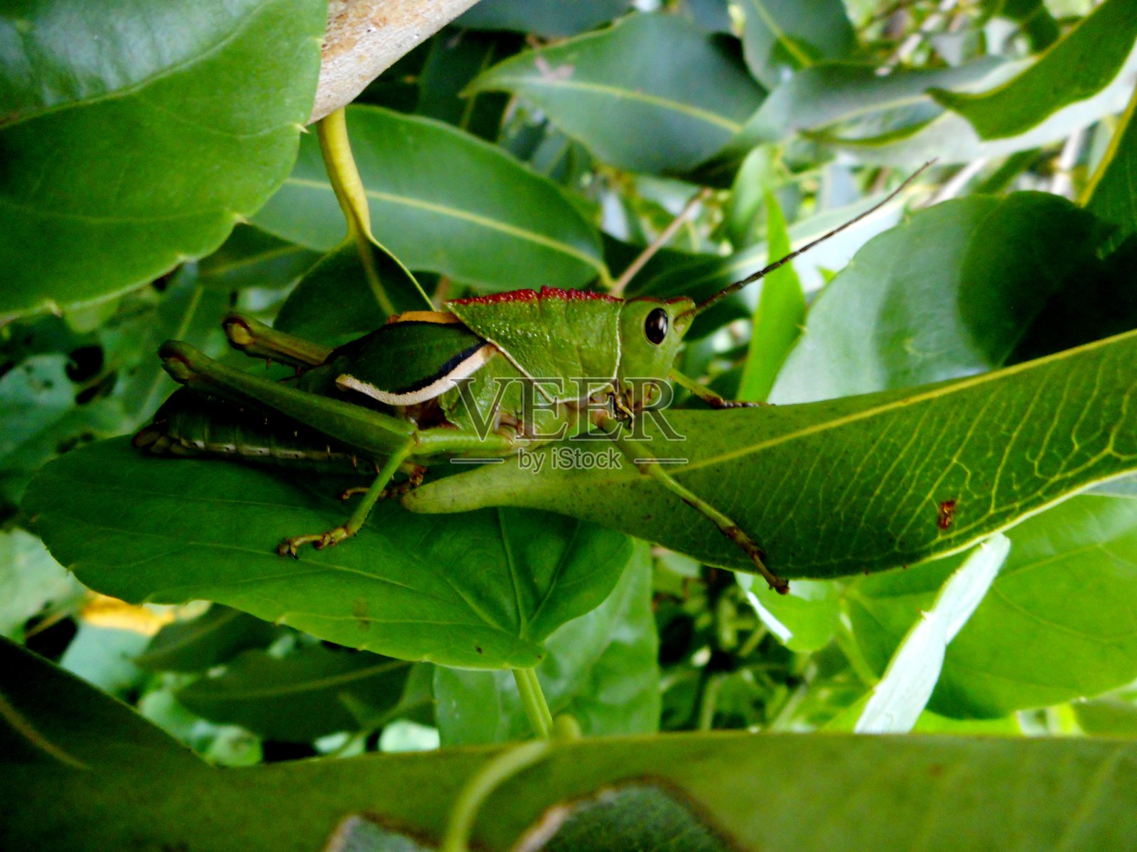 蚱蜢属昆虫照片摄影图片