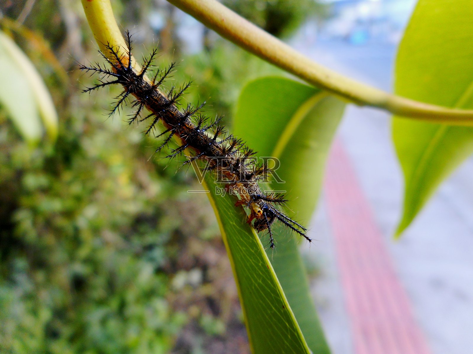 植物上昆虫特写镜头照片摄影图片