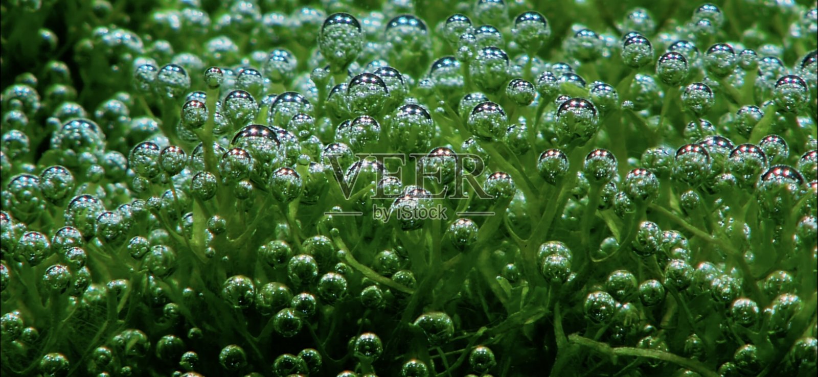 泡沫照片摄影图片