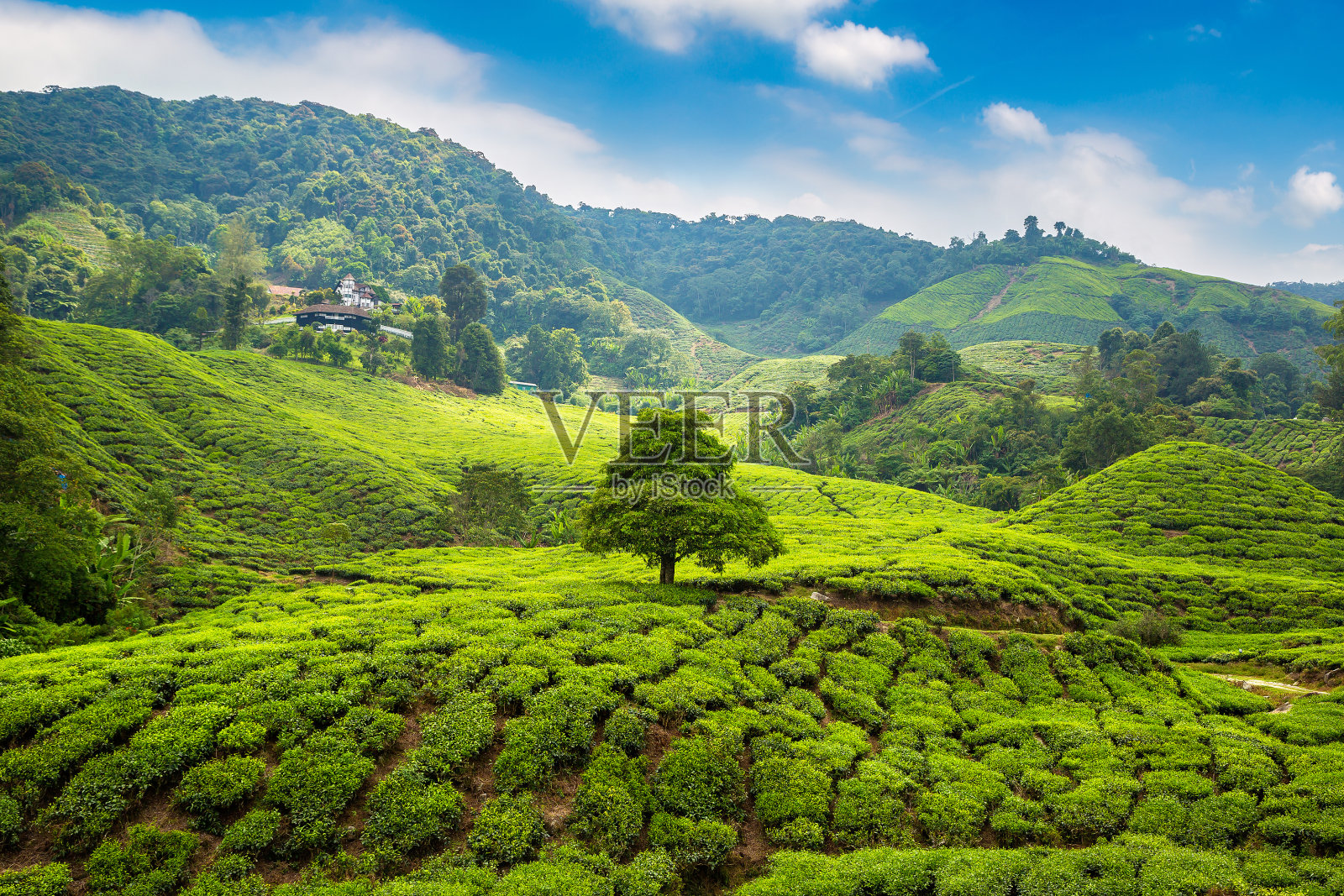 卡梅伦高地。美丽的茶园照片摄影图片