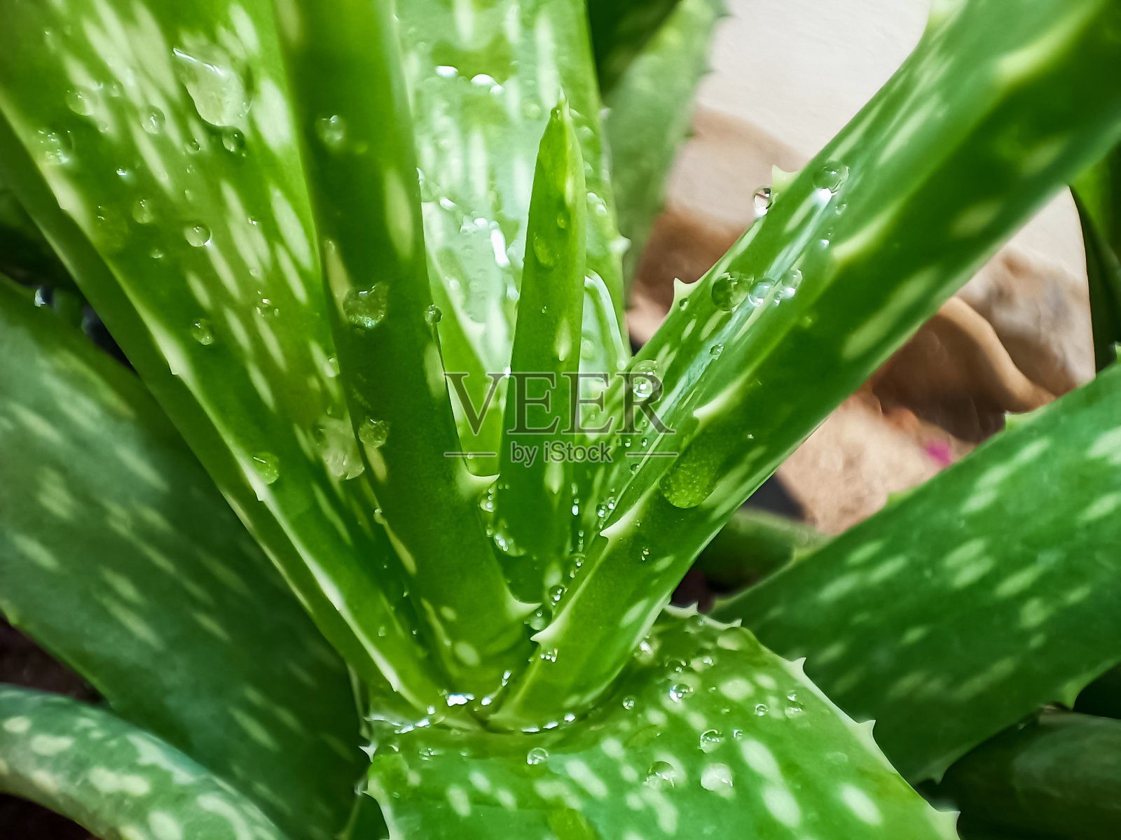 绿色芦荟薇拉近距离观察照片摄影图片