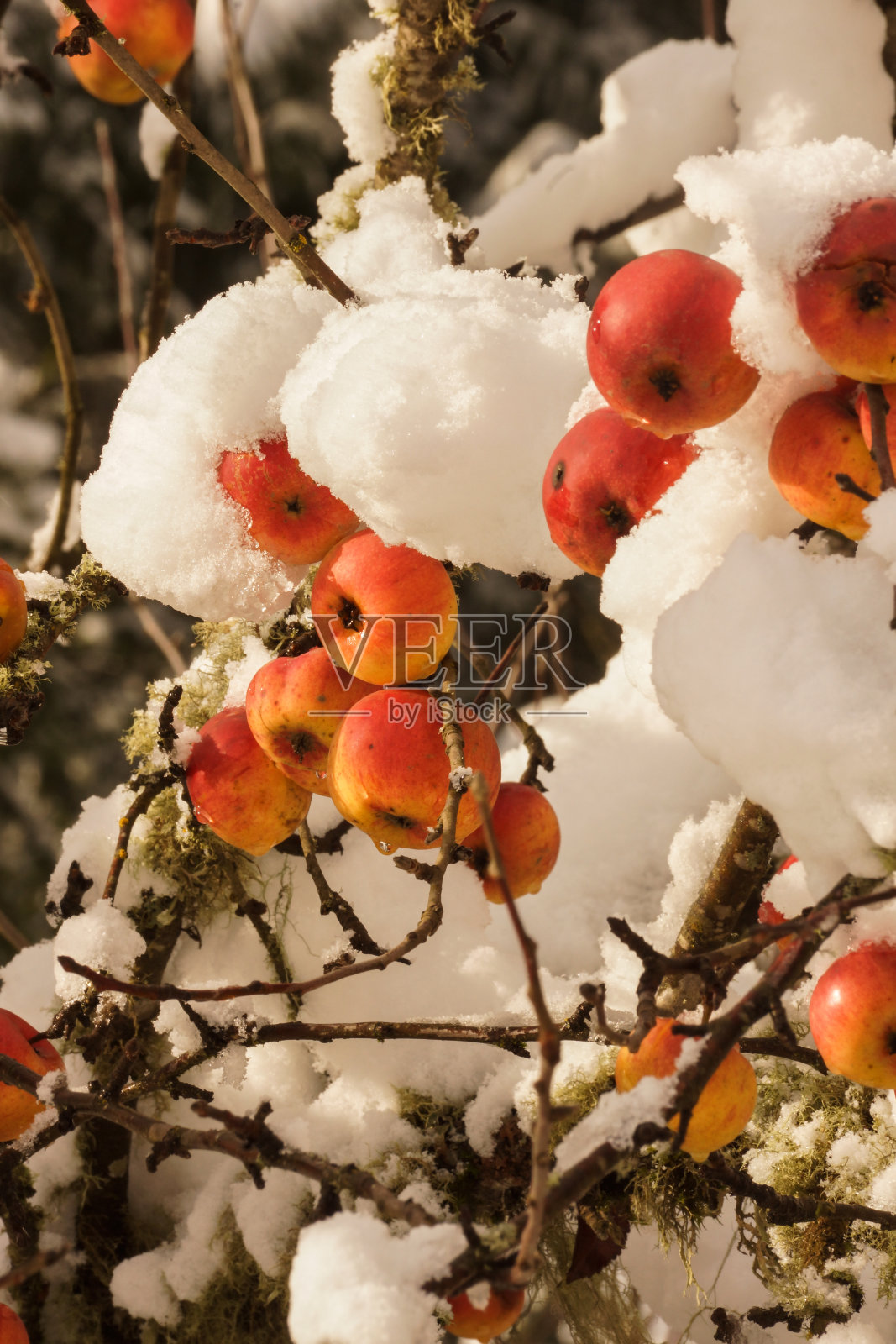 冷淡的苹果照片摄影图片