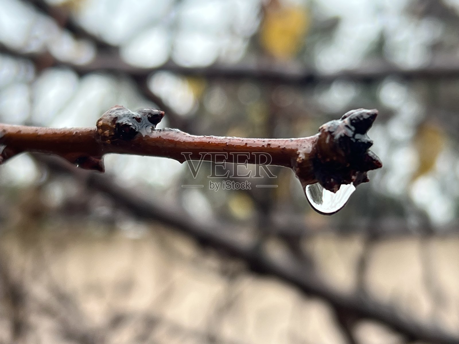 水滴孤立在树枝上照片摄影图片