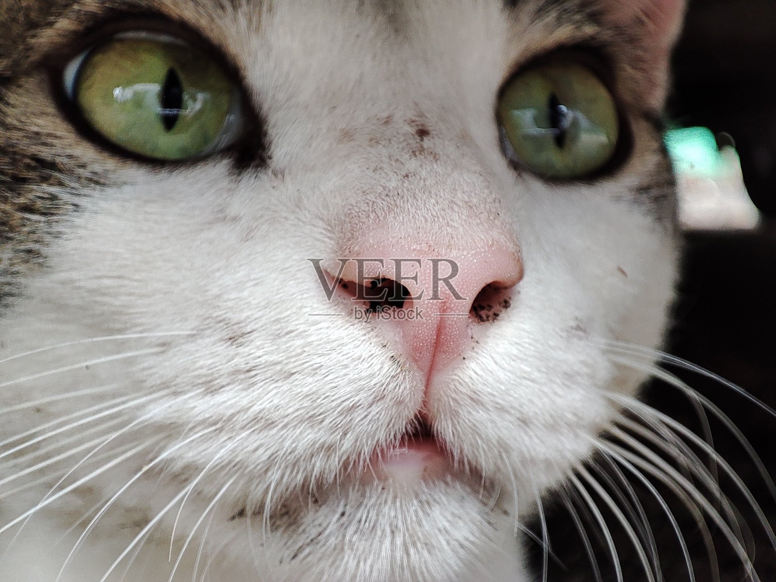 近距离的猫照片摄影图片