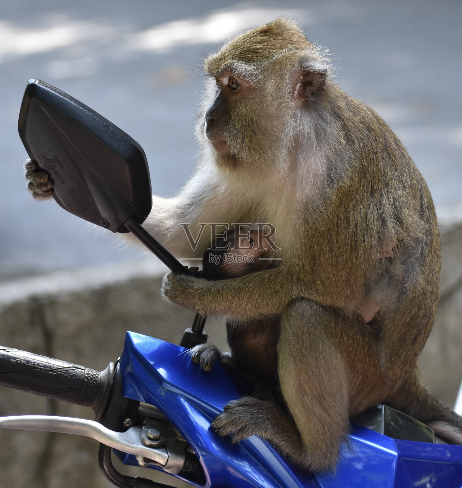 猕猴妈妈骑着摩托车在镜子里看照片摄影图片