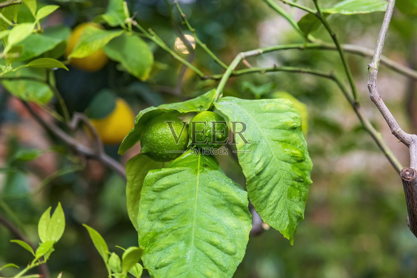 明亮新鲜的柠檬挂在树枝上照片摄影图片