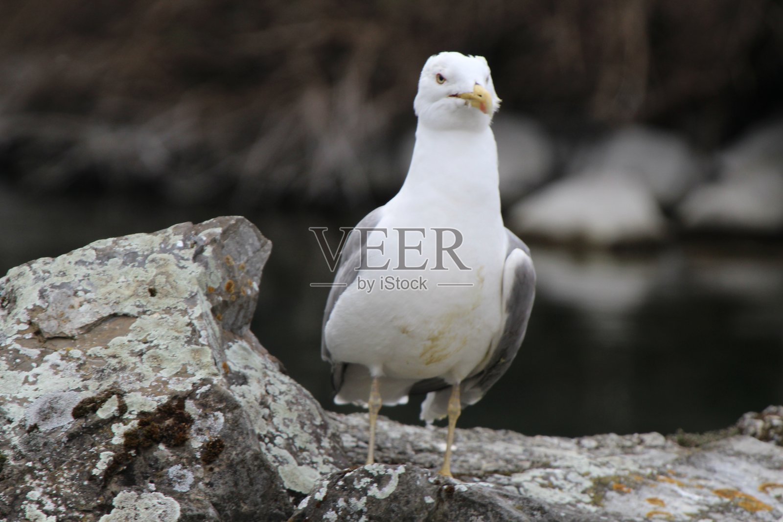 金照片摄影图片