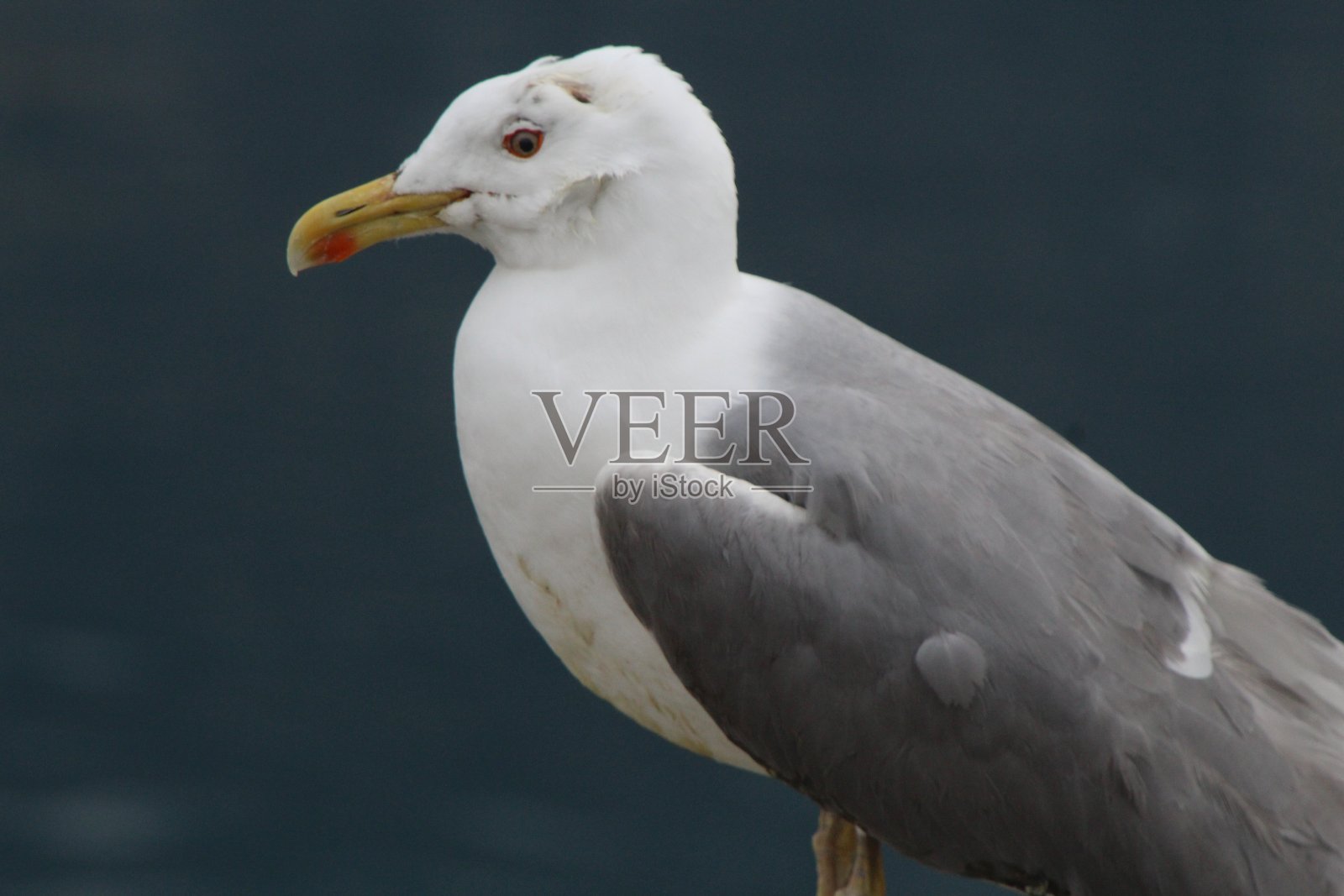 金照片摄影图片