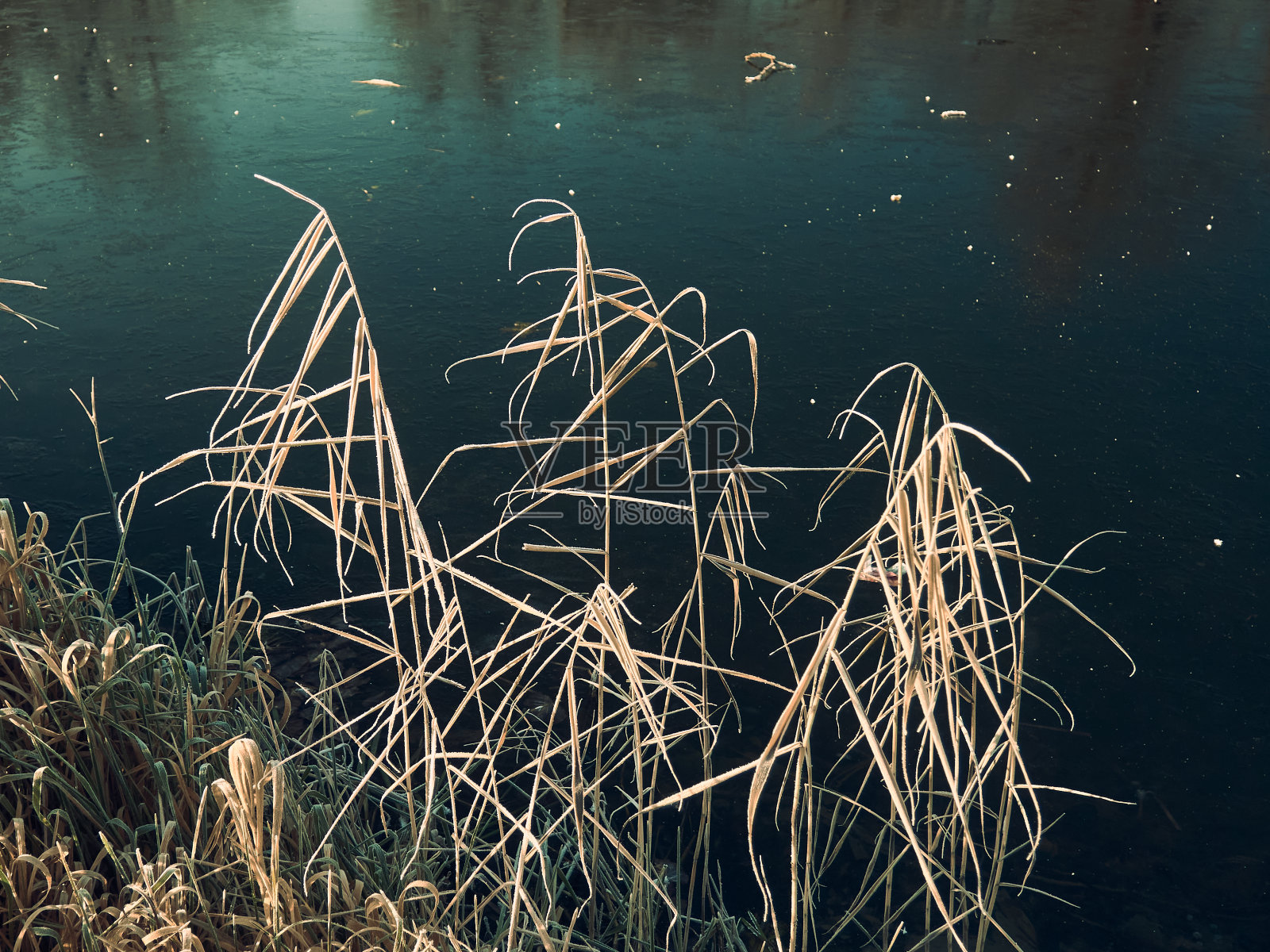 河岸上的枯草上结了一层霜，河里的水都结了冰，寒冷的早晨阳光明媚照片摄影图片