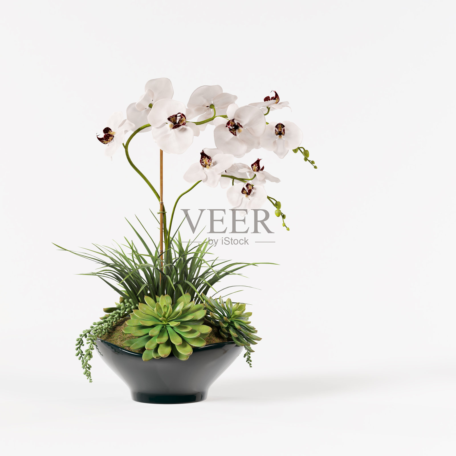 装饰兰花白色在花卉陶瓷花盆孤立在白色背景。照片摄影图片