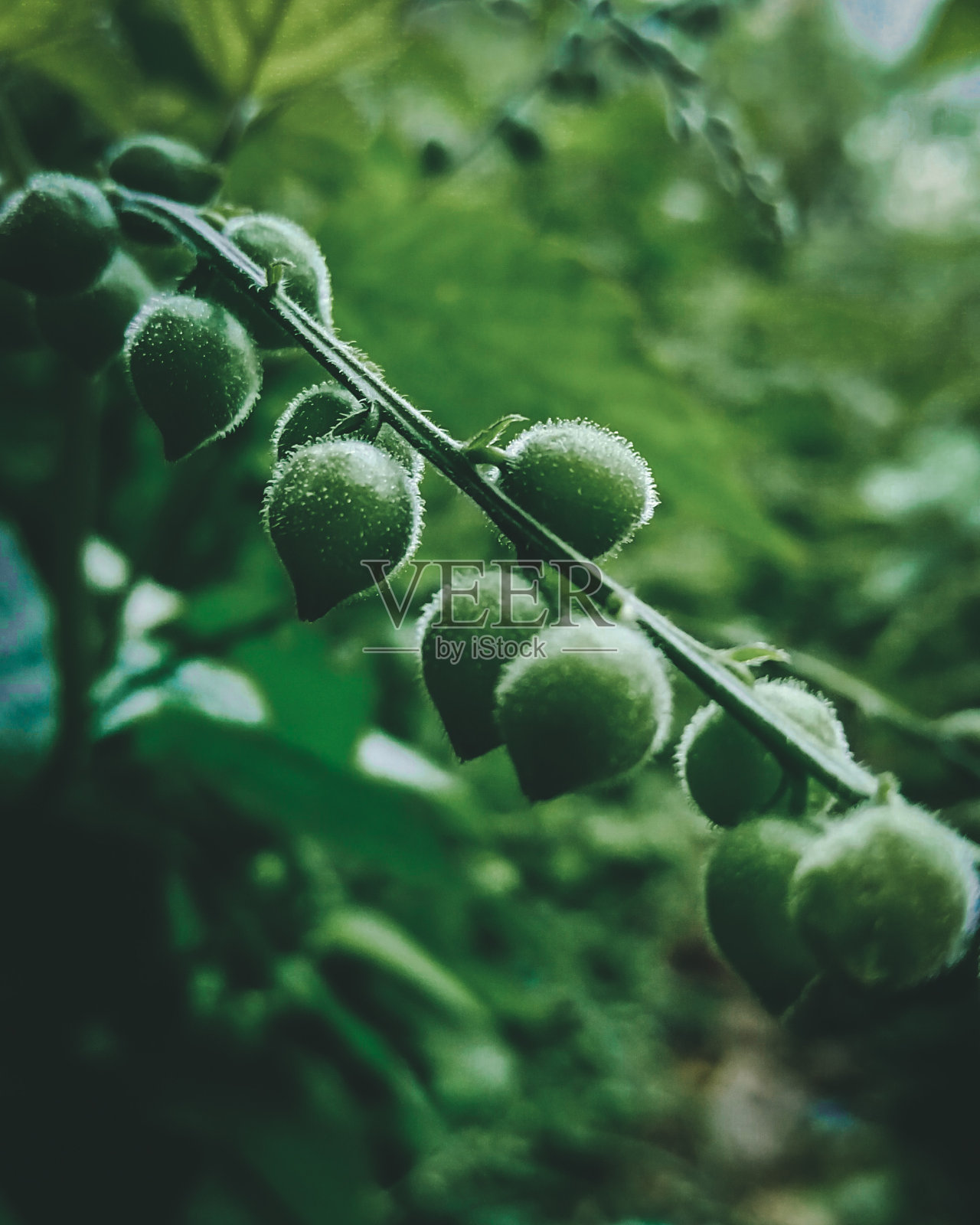 花柄照片摄影图片