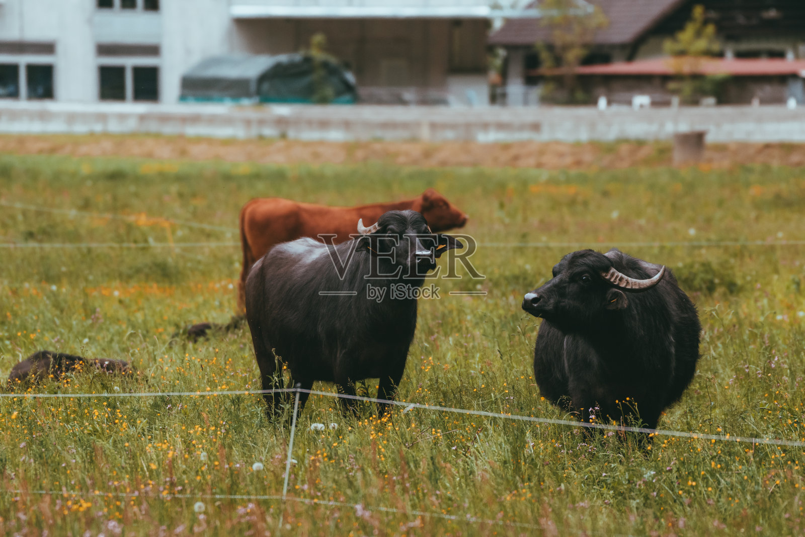 黑色的水牛在草地上吃草照片摄影图片