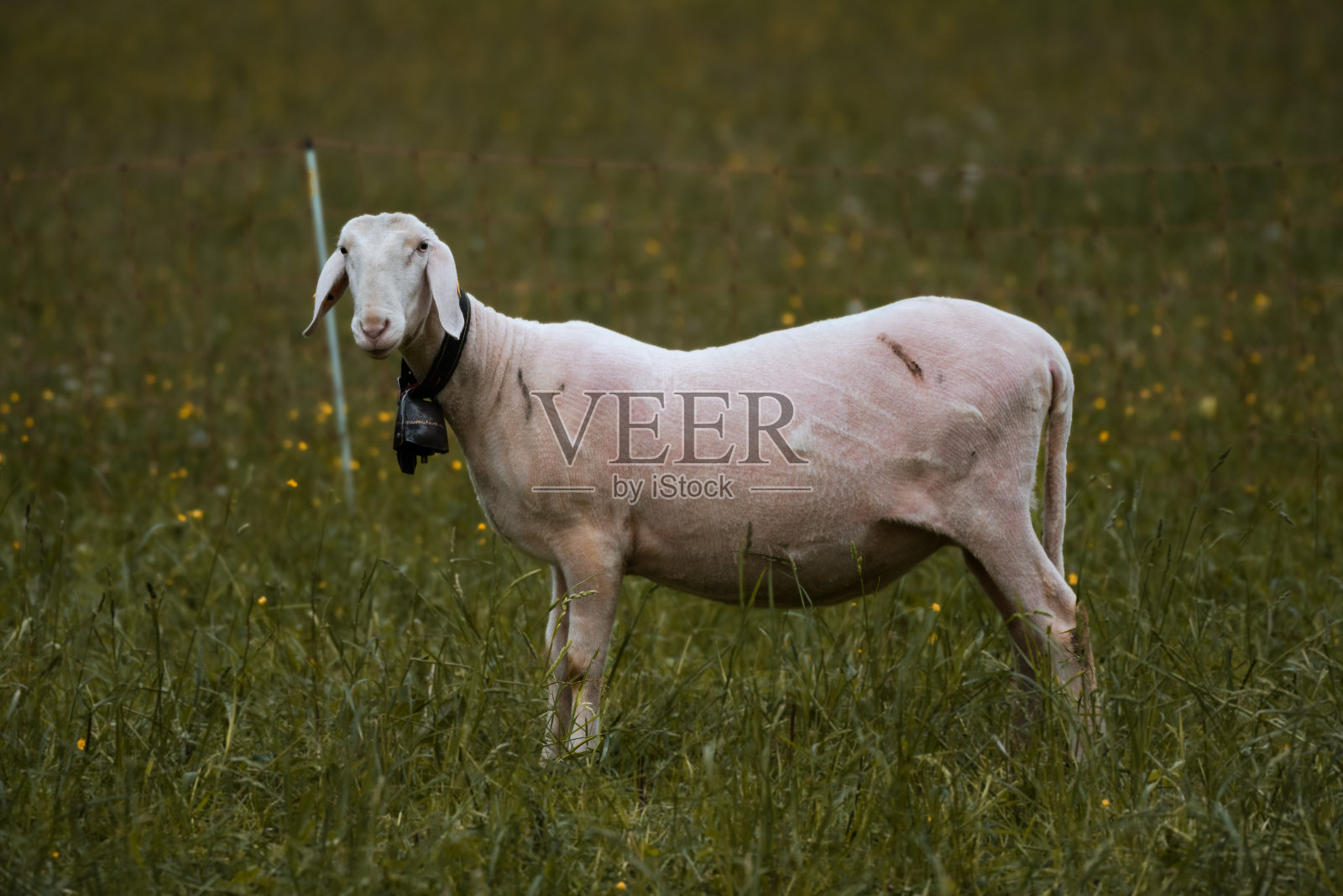 瑞士一个牧场上刚剪过毛的绵羊照片摄影图片