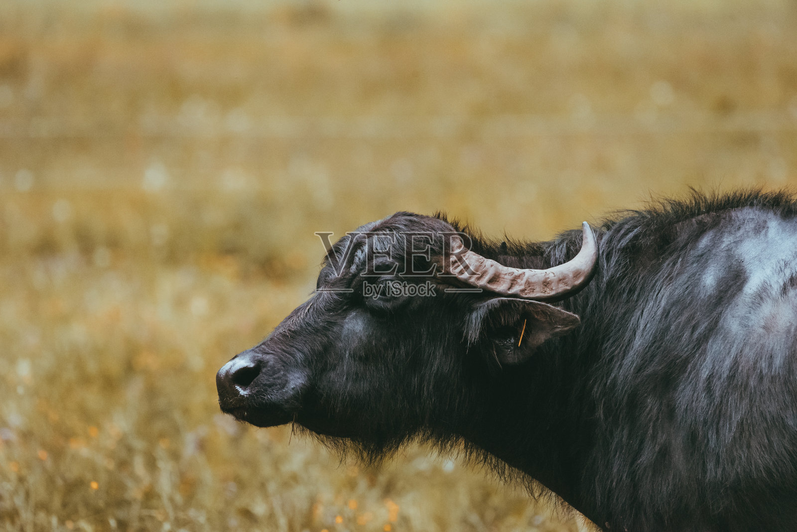 黑色的水牛在草地上吃草照片摄影图片