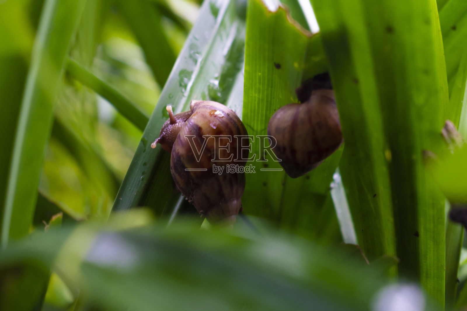 蜗牛从壳里钻出来，走在香兰树叶上照片摄影图片