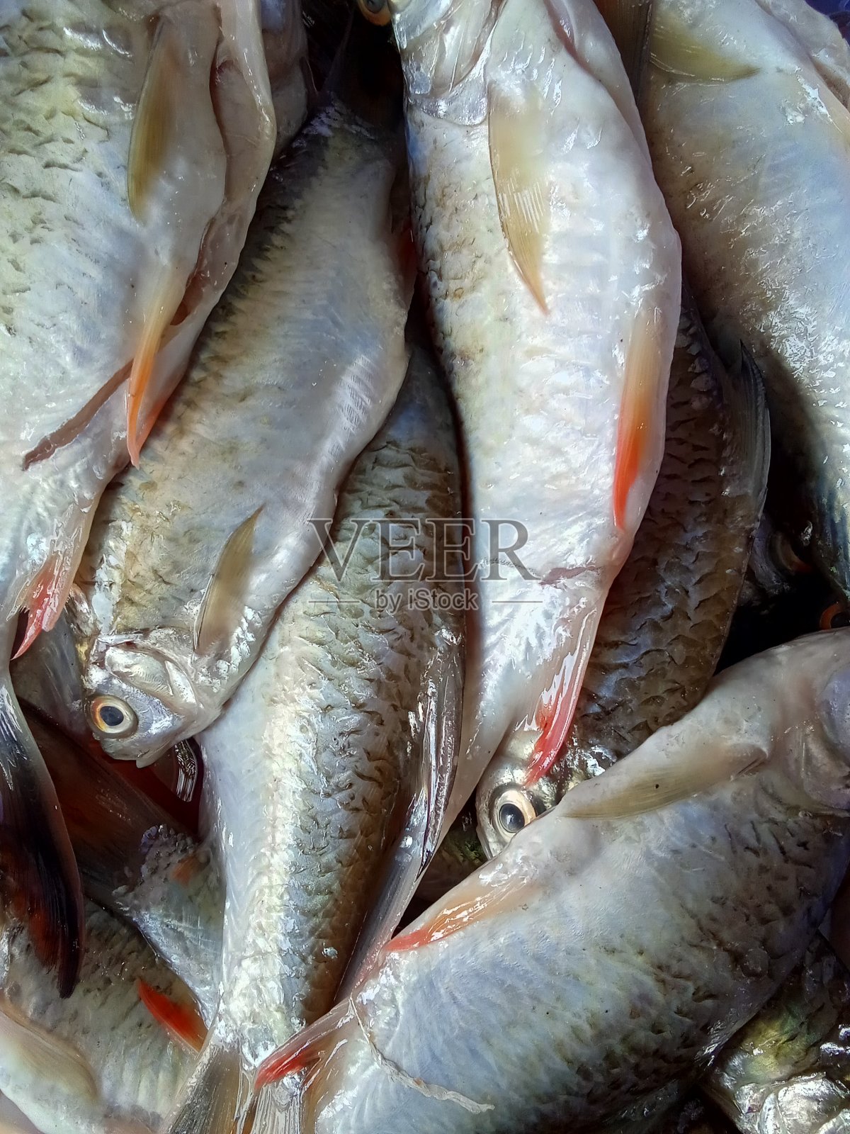 市场上一堆生鲜鱼，关门大吉照片摄影图片