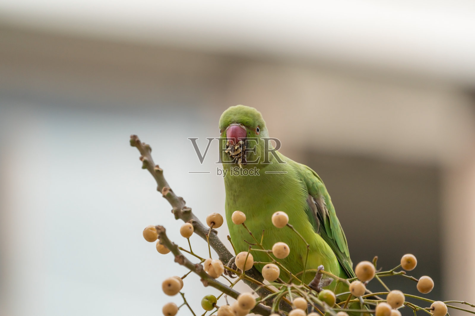 Rose-ringed长尾小鹦鹉照片摄影图片