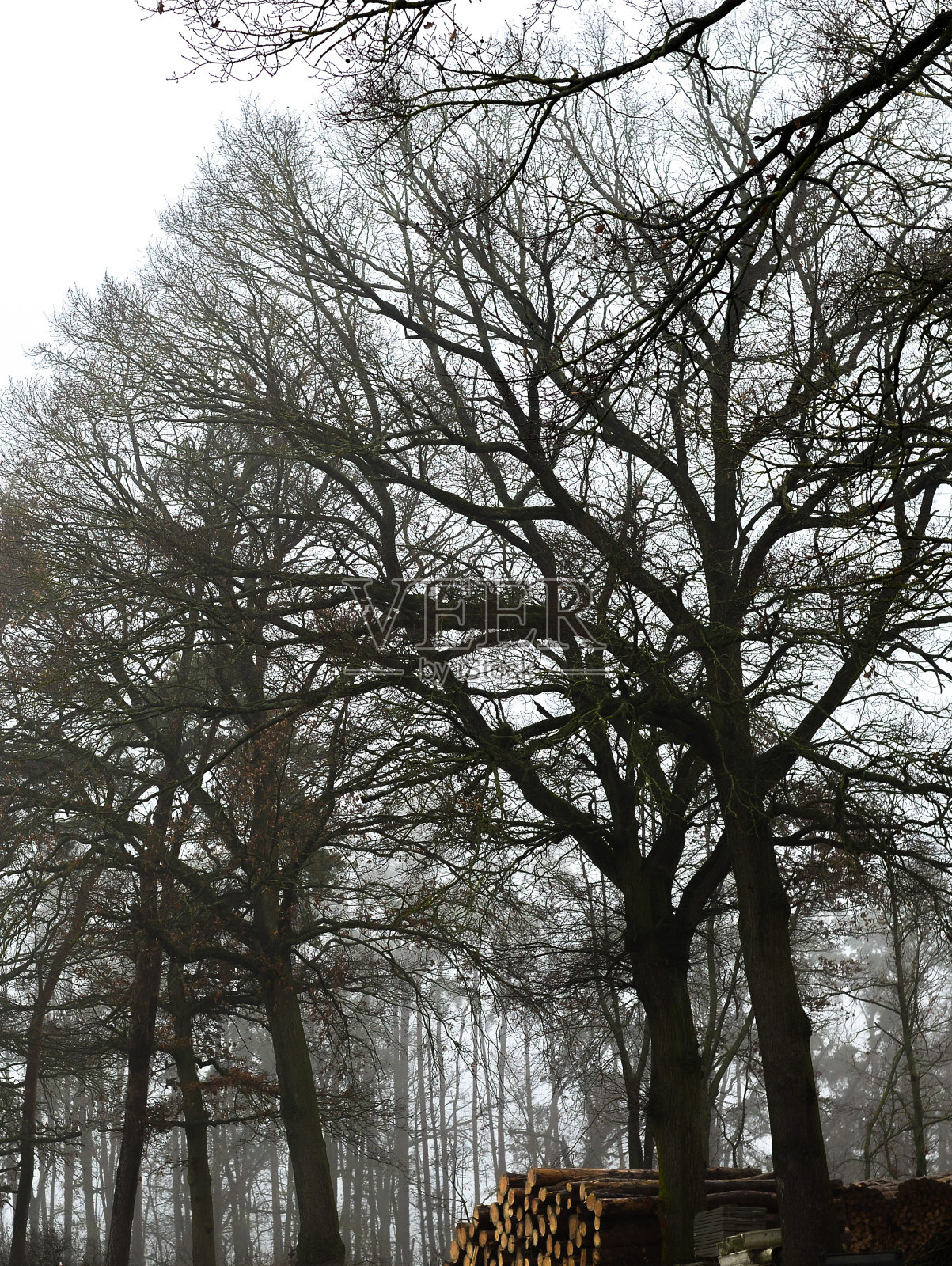 雾蒙蒙的早晨树木的剪影照片摄影图片