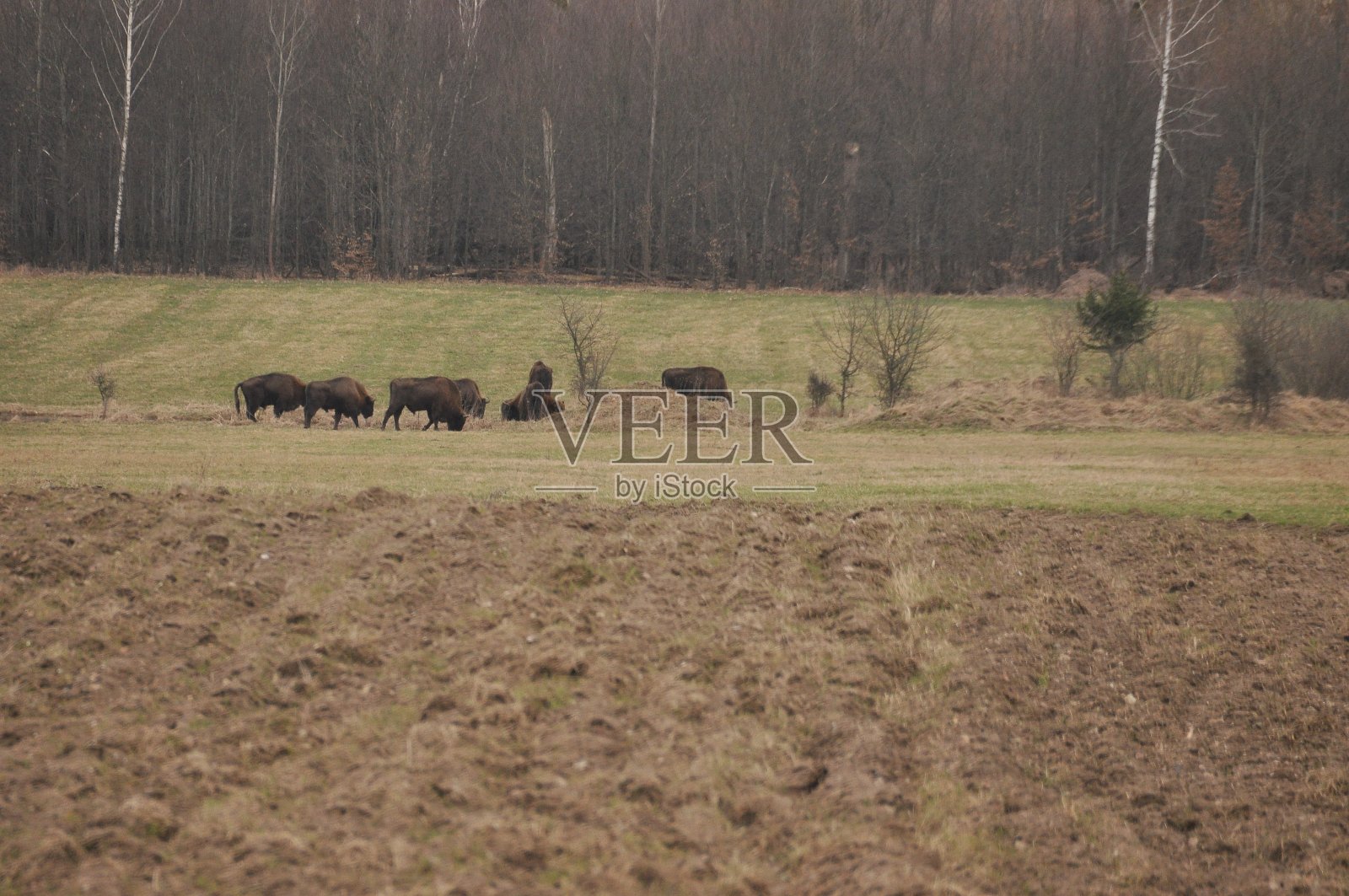 比亚沃维耶扎原始森林里的欧洲野牛。欧洲发现的最大的哺乳动物。群居的有蹄类动物。濒临灭绝的物种。照片摄影图片