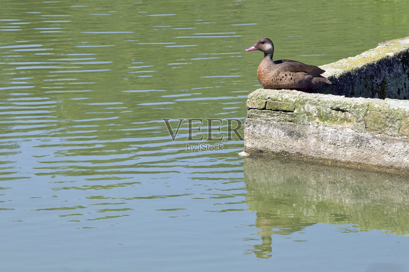 巴西蓝绿色休息在湖滨护城河墙照片摄影图片