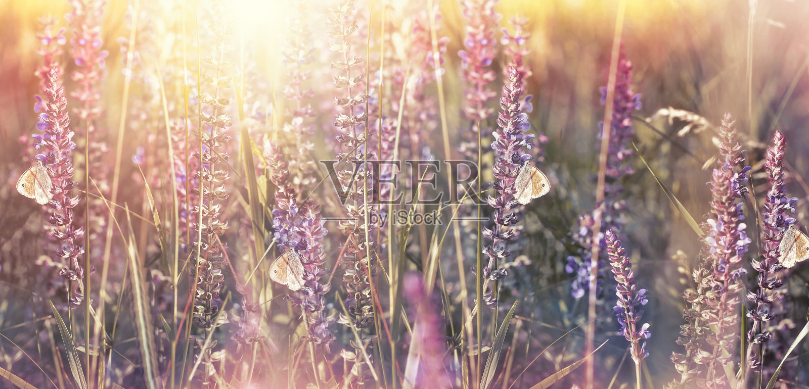 蝴蝶在紫色的花在田野上，美丽的大自然在早晨照片摄影图片