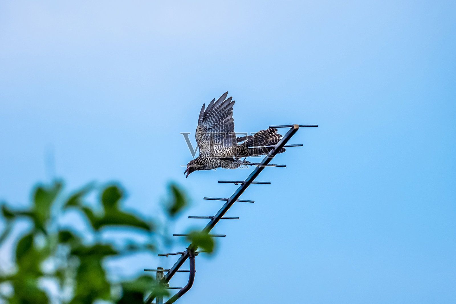 亚洲Koel (Eudynamys scolopaceas)鸟飞了出来照片摄影图片
