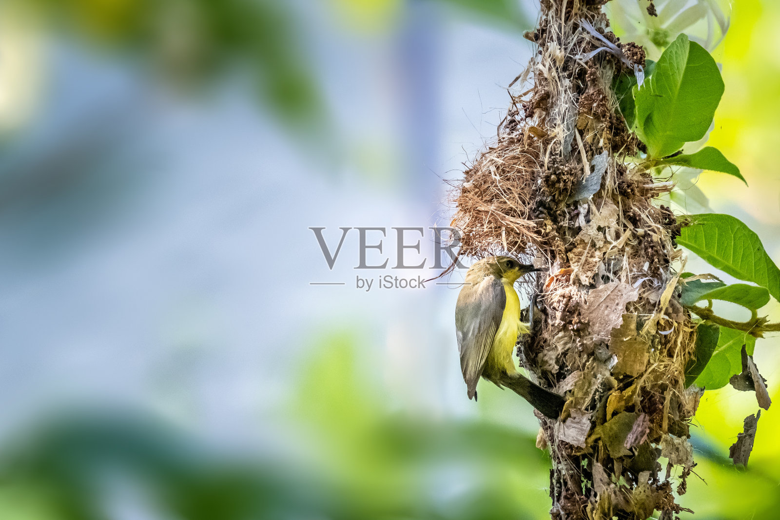 橄榄背太阳鸟正在修补小树枝照片摄影图片