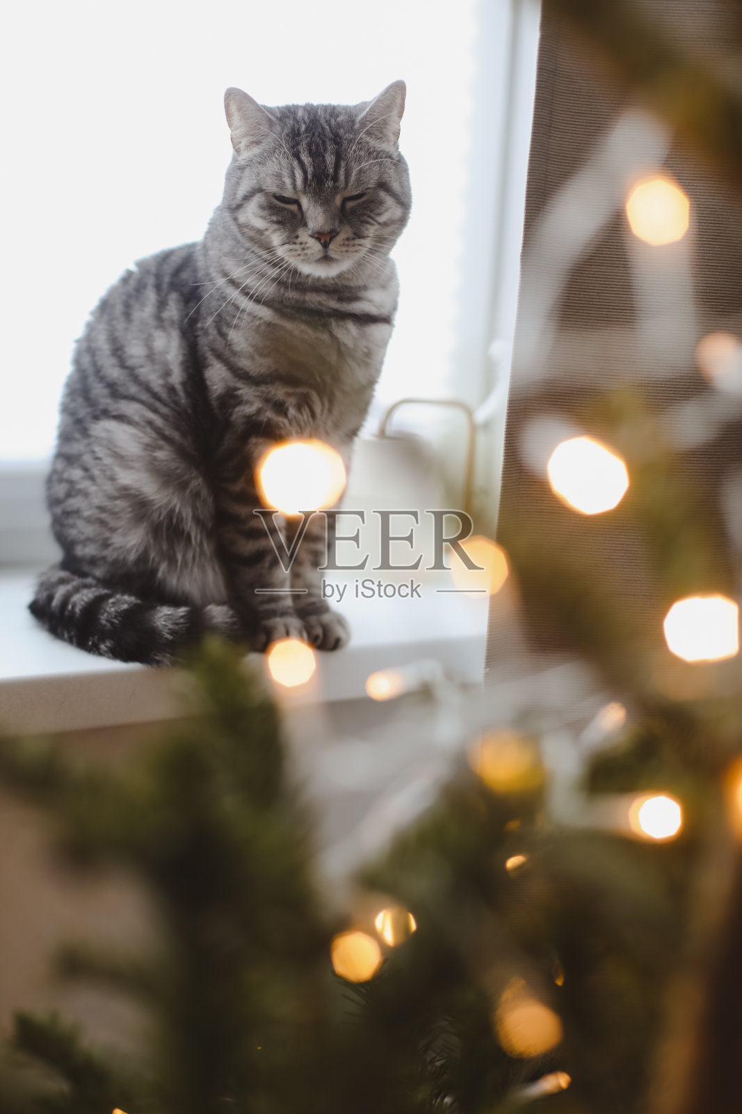 可爱的灰色虎斑猫苏格兰直短毛猫与圣诞树照片摄影图片