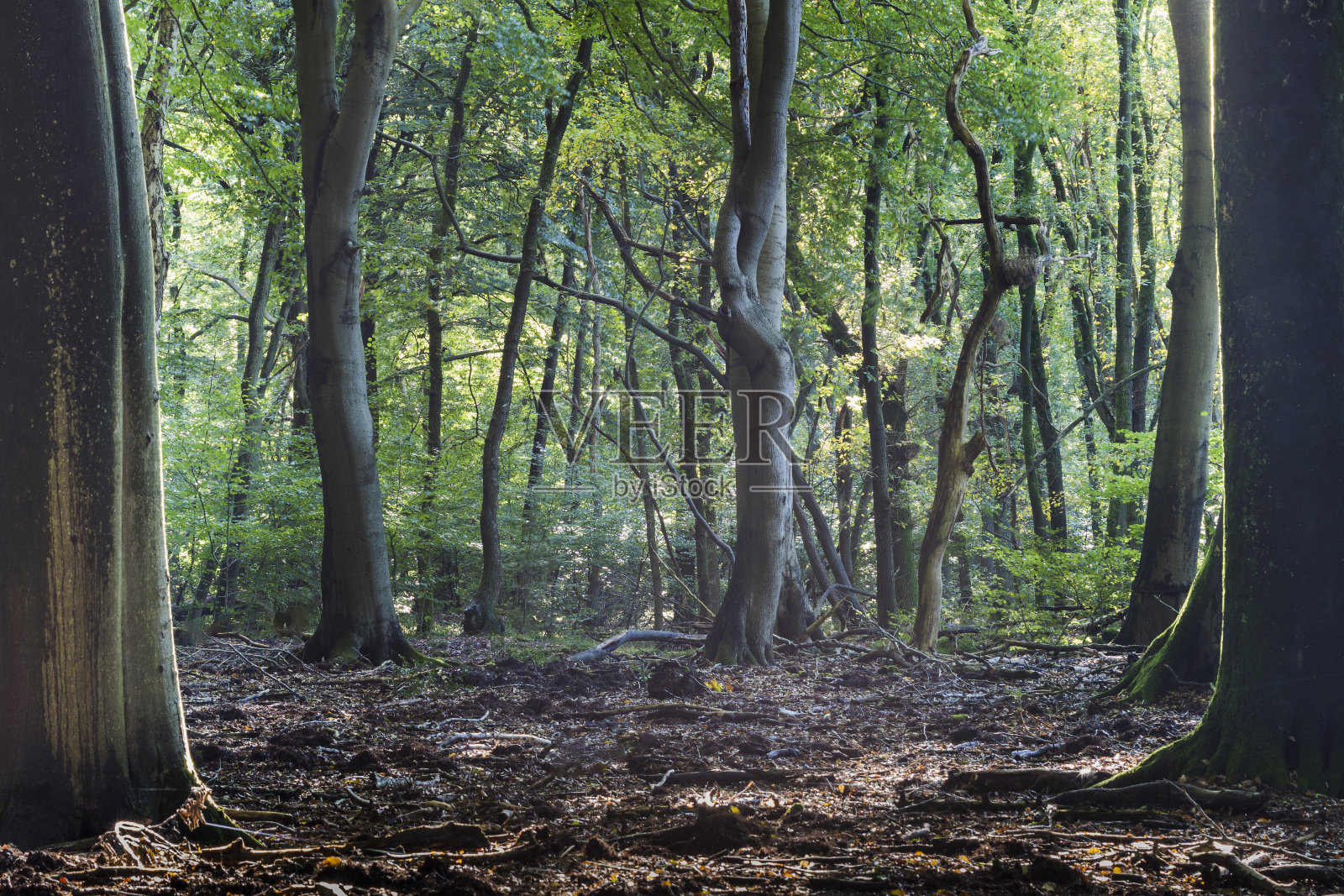 阳光穿过树叶照射在一片开阔的空地上，这是荷兰的维卢威，一片古老的山毛榉林照片摄影图片
