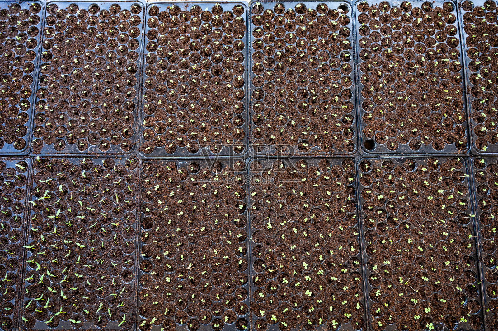 育苗，苗木在塑料种植盘上生长照片摄影图片
