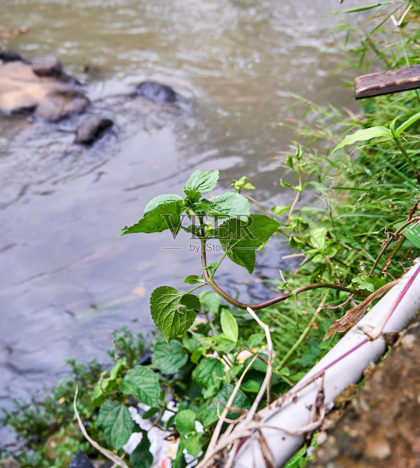 野生植物照片摄影图片