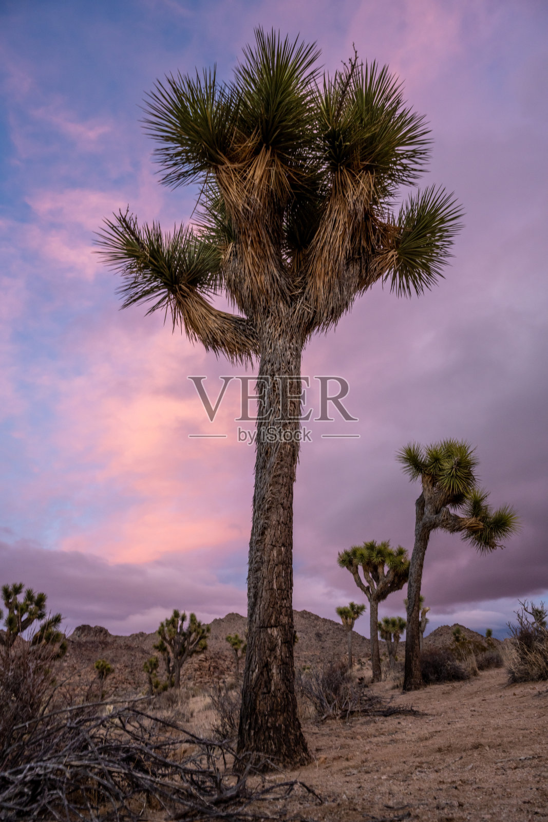 在夕阳下看约书亚树的树干照片摄影图片