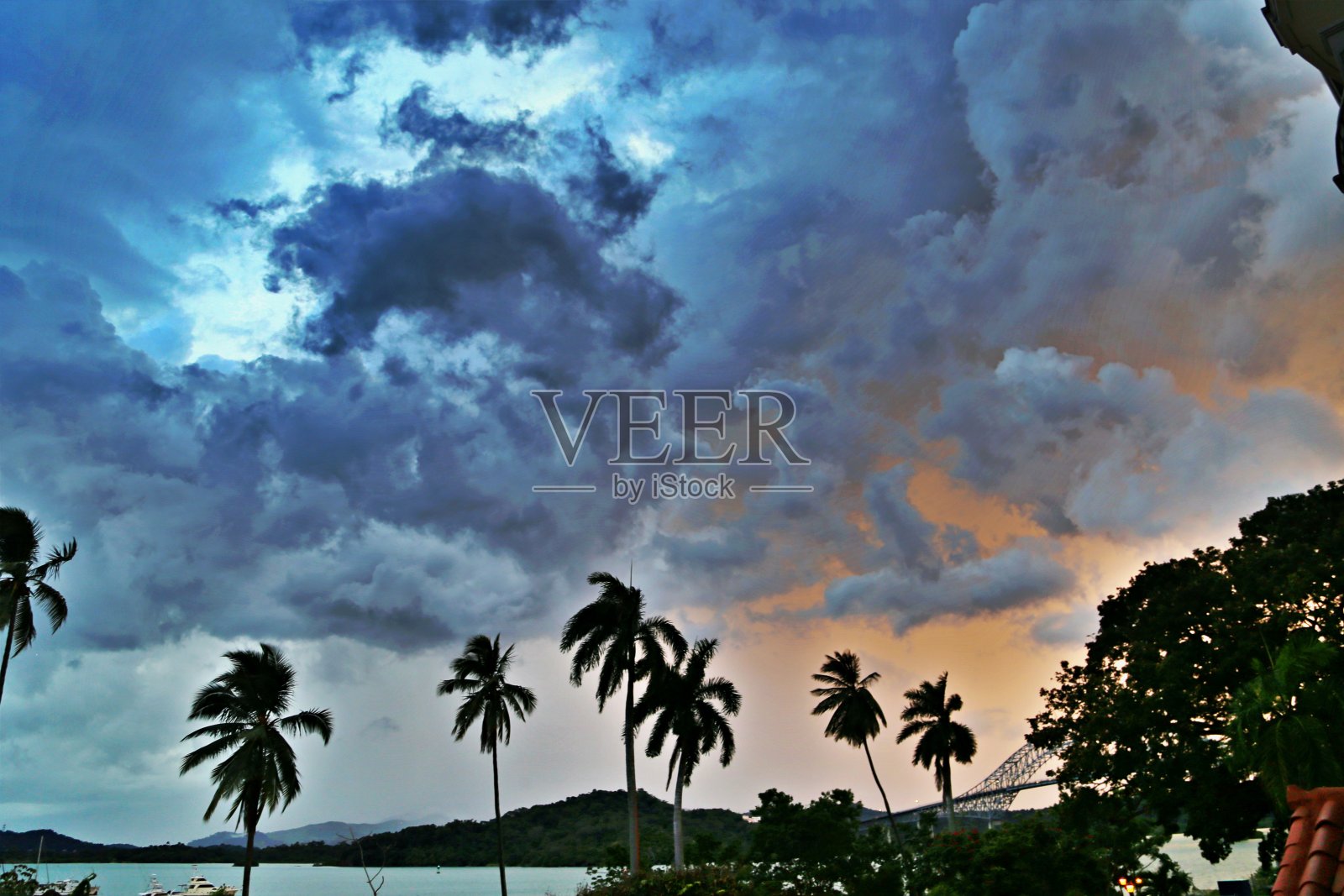 热带环境中的棕榈树照片摄影图片