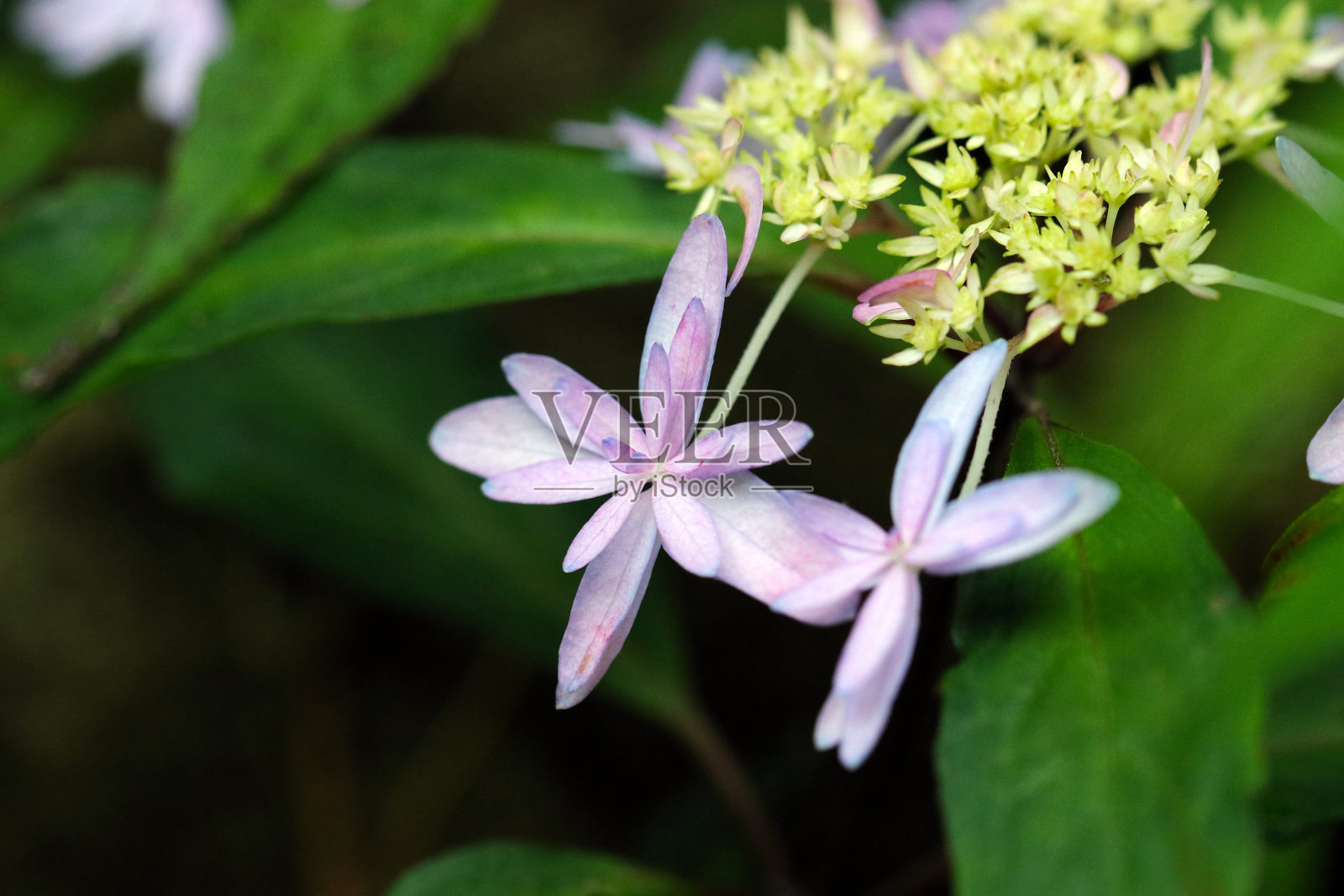 日式绣球“味载”在树林中绽放照片摄影图片