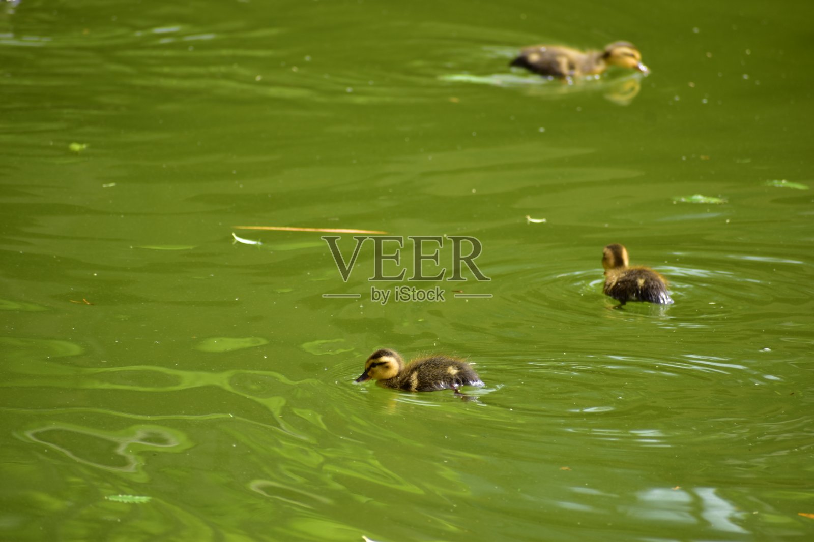 这是一幅叫做斑嘴鸭雏鸟的画像照片摄影图片