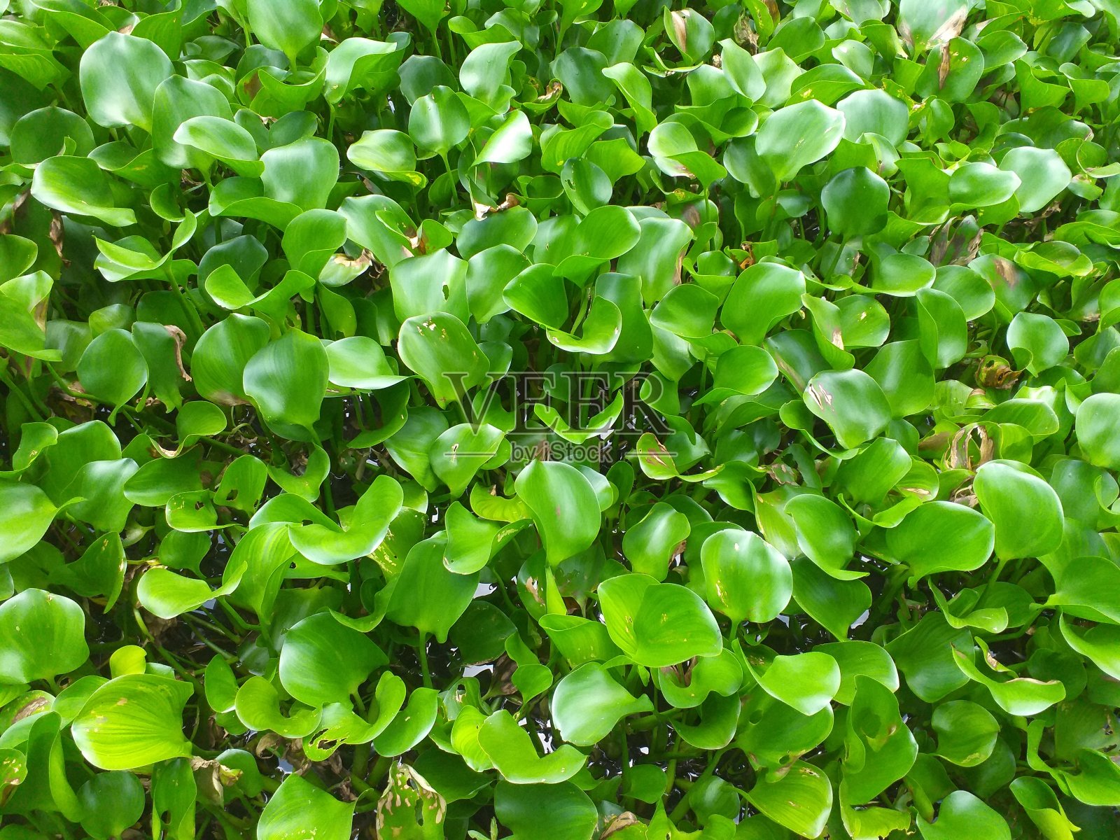 绿色水葫芦群漂浮植物照片摄影图片