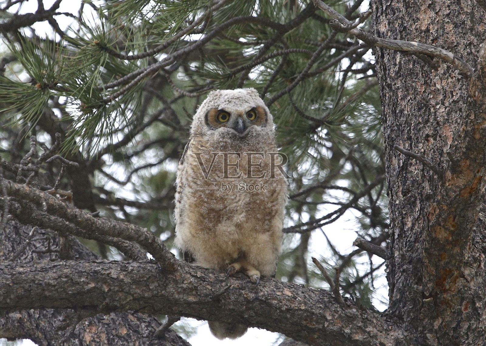 大角猫头鹰(幼年)(bubo virginianus)照片摄影图片