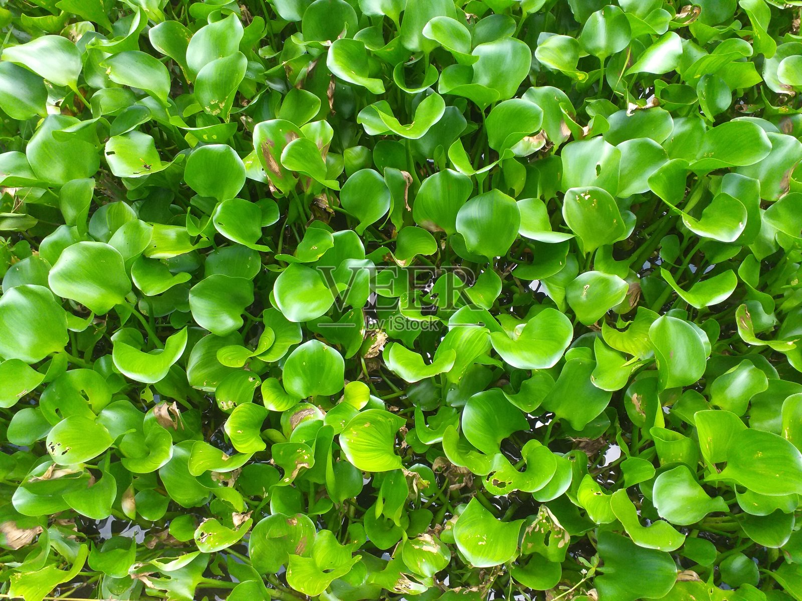 绿色水葫芦群漂浮植物照片摄影图片