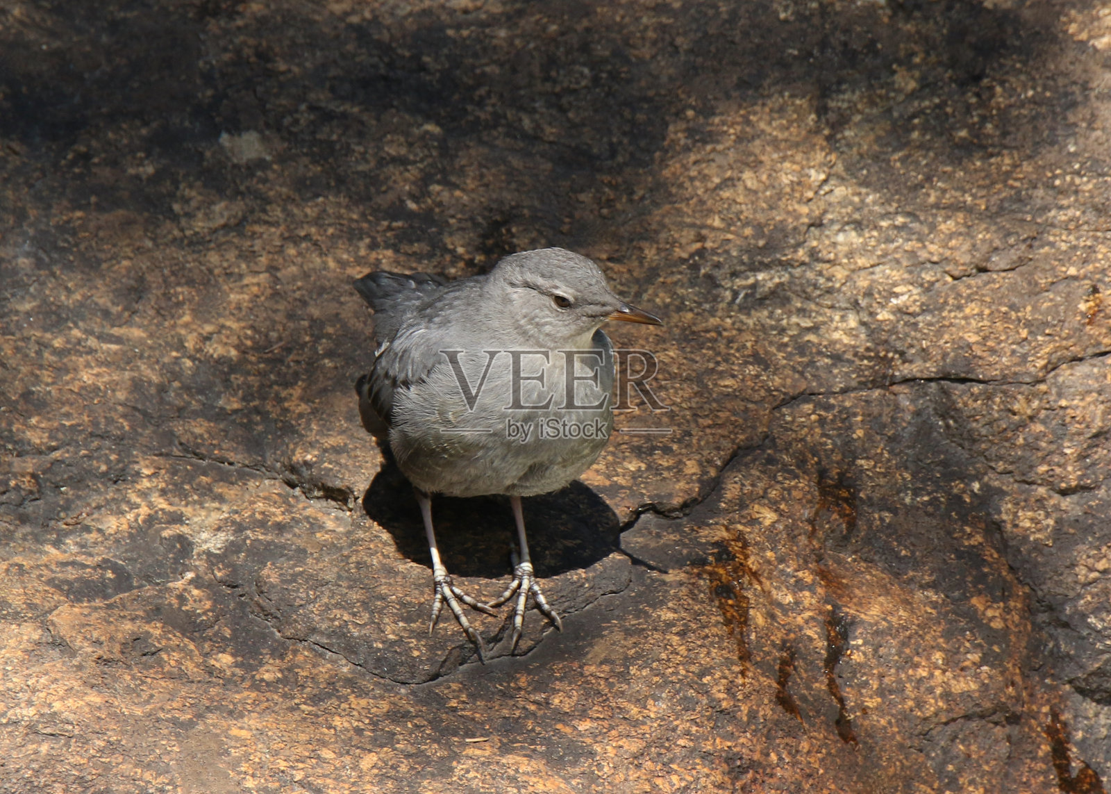 乌泽尔(美洲北斗七星)照片摄影图片