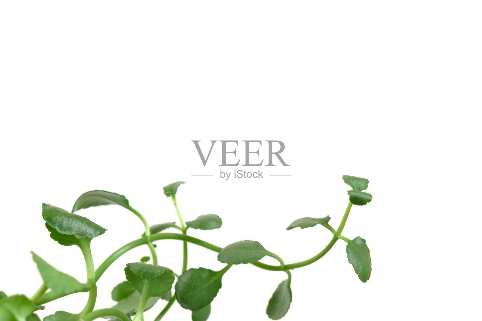 绿色小叶室内盆栽植物，白色背景照片摄影图片