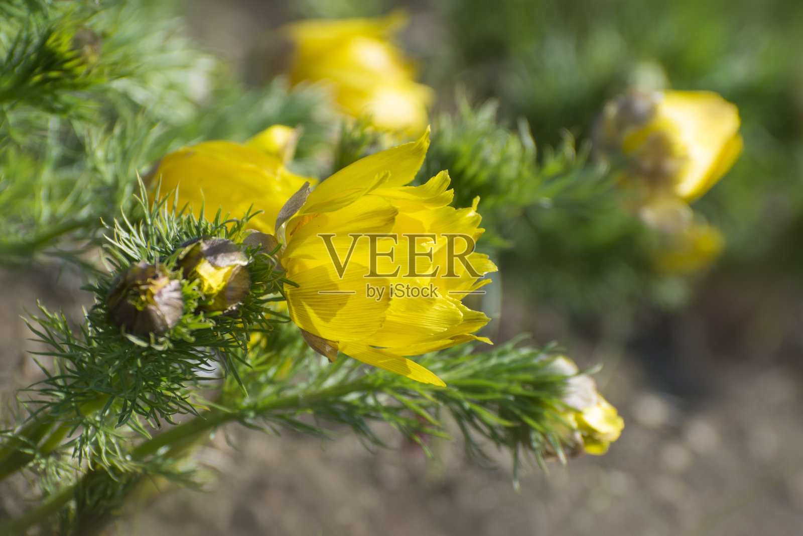 开花顺势疗法补救植物(春花Adonis vernalis)，被称为山鸡的眼睛，在早春。照片摄影图片