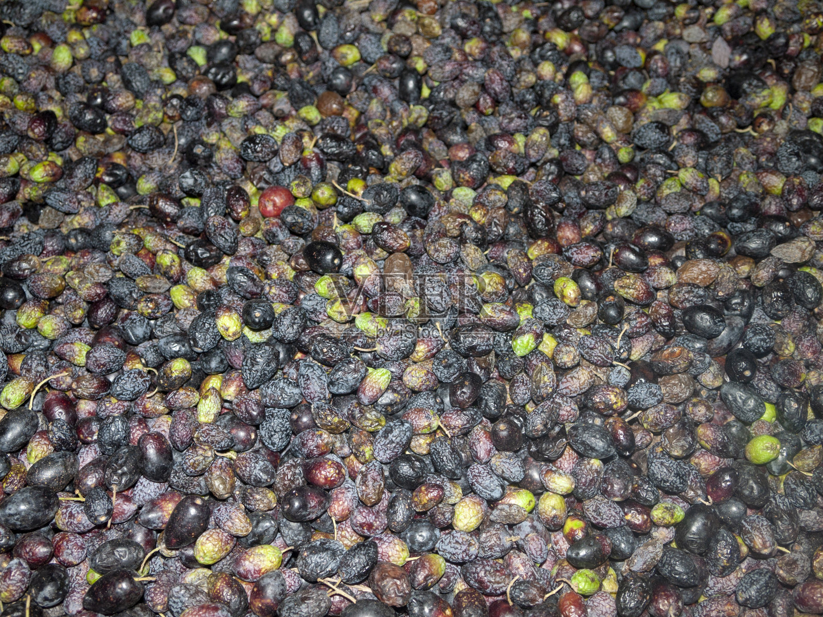 新鲜采摘的橄榄为榨油过程准备照片摄影图片